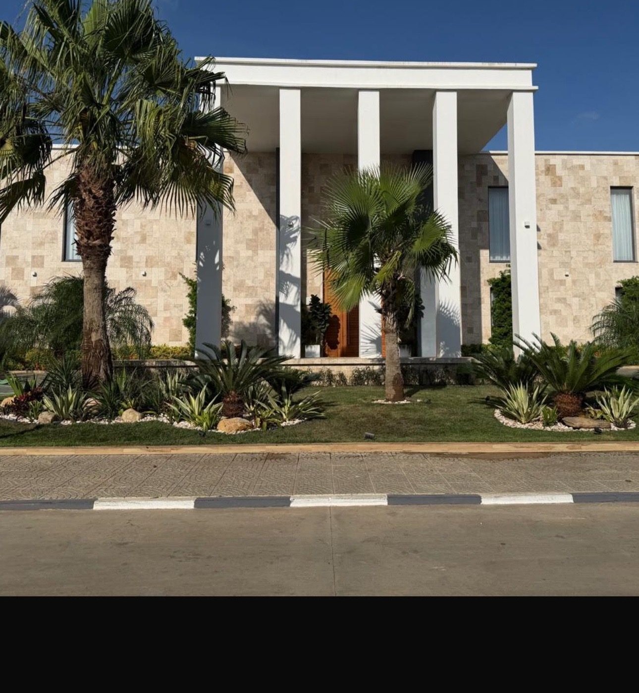 Palmeira de Exterior