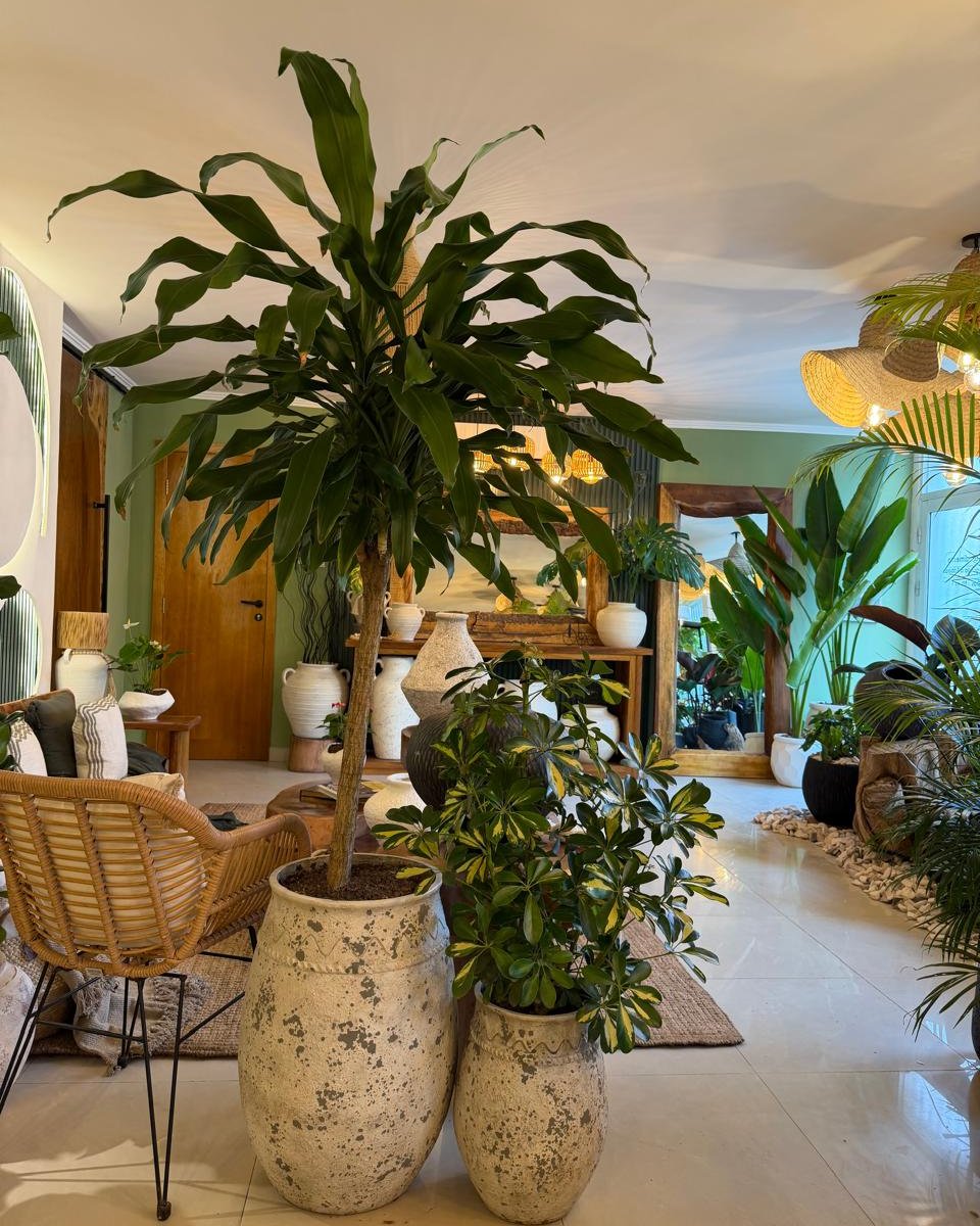 Composição pronta Dracena